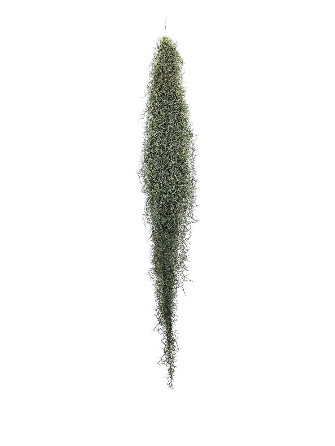 Tillandsia Usneoides (Spanish Moss) 4/6 B L