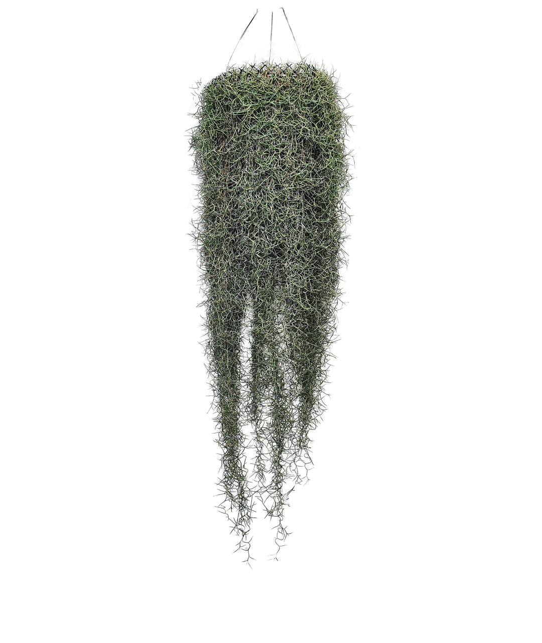 Tillandsia Usneoides (Spanish Moss)  60/70 B L