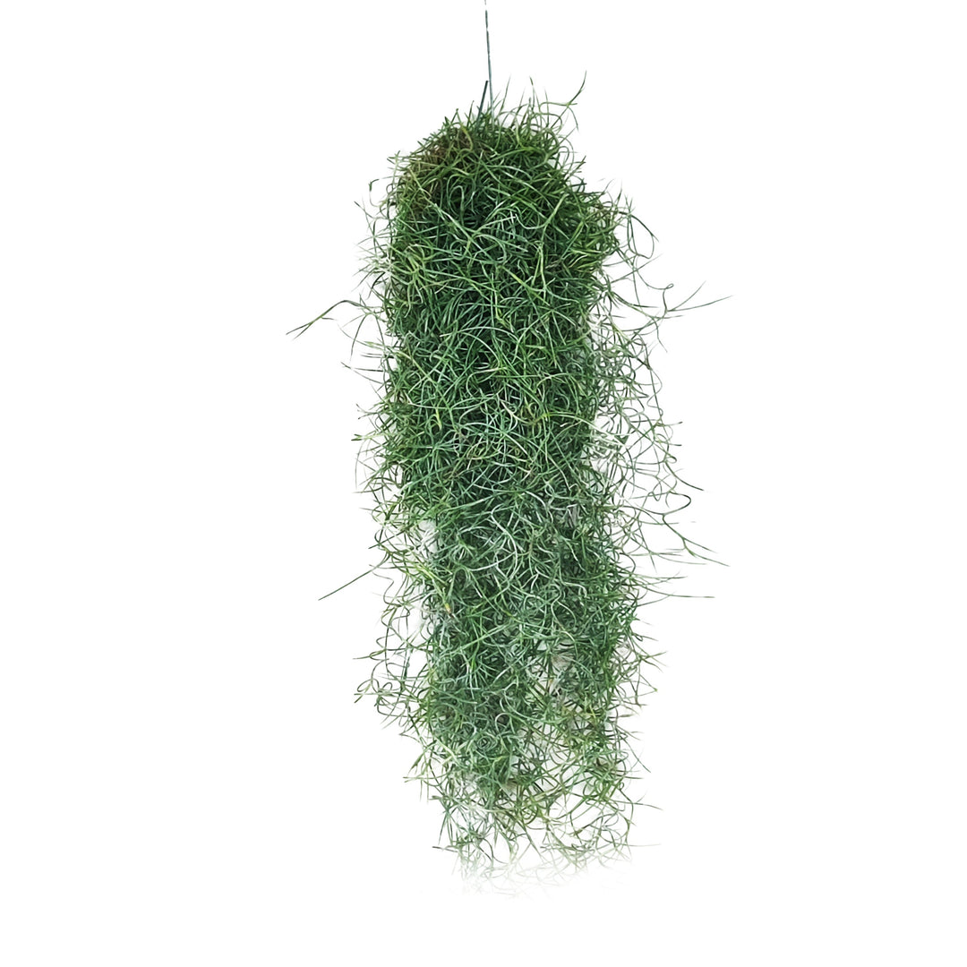 Tillandsia Usneoides (Spanish Moss) 8/10 B L