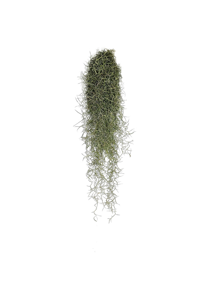 Tillandsia Uunseoides ( Spanish Moss) 11/13 B L