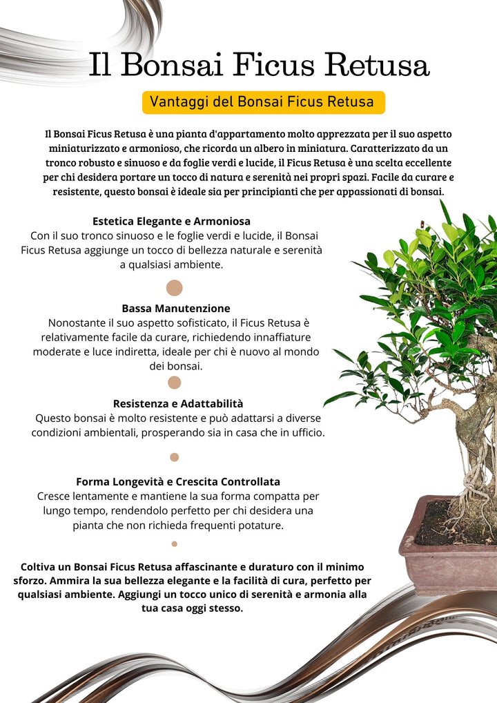 Bonsai Ficus Retusa - Altezza Pianta 72 cm, Vaso di Ceramica 40x30 cm