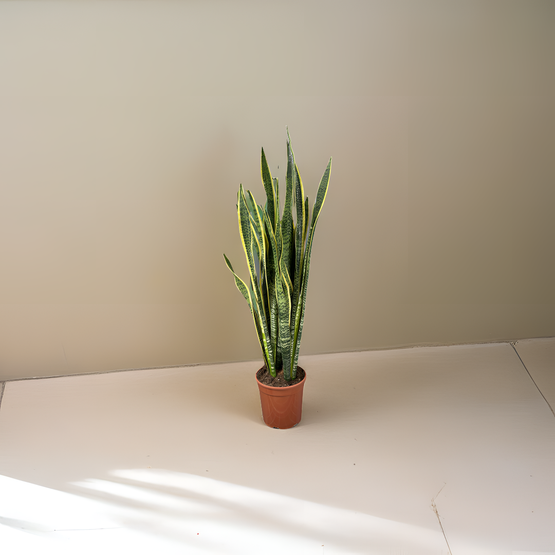 pianta di sansevieria gialla e verde vicino ad un muro di colore beige 