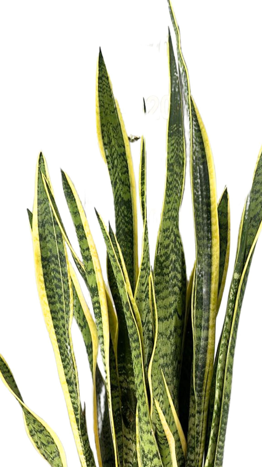 foglie di sansevieria laurentii giallo e verde 