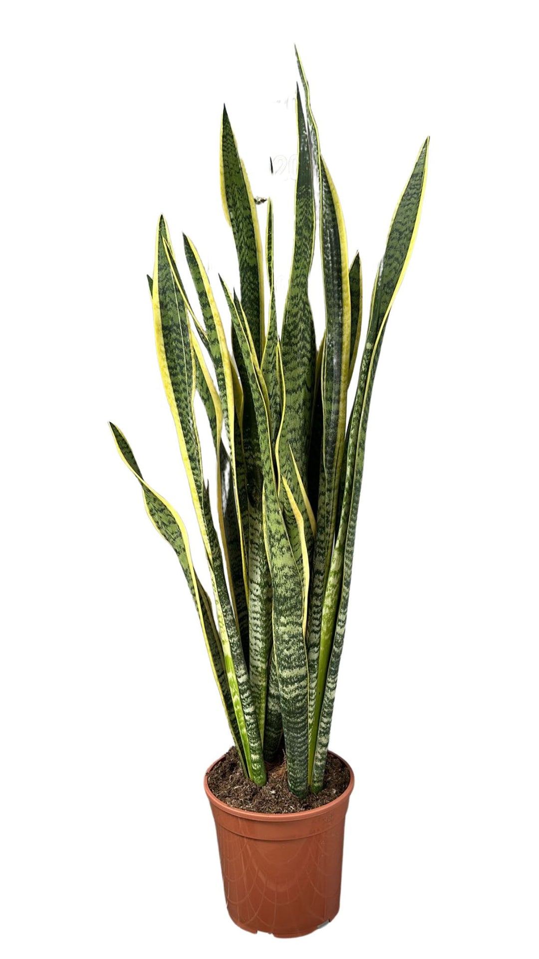 Sansevieria laurentii pianta alta in vaso marrone 