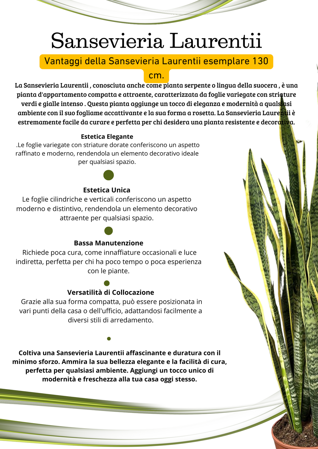 Sansevieria Laurentii - Pianta Alta 130 cm, Vaso con Riserva d'Acqua Diametro 50 cm