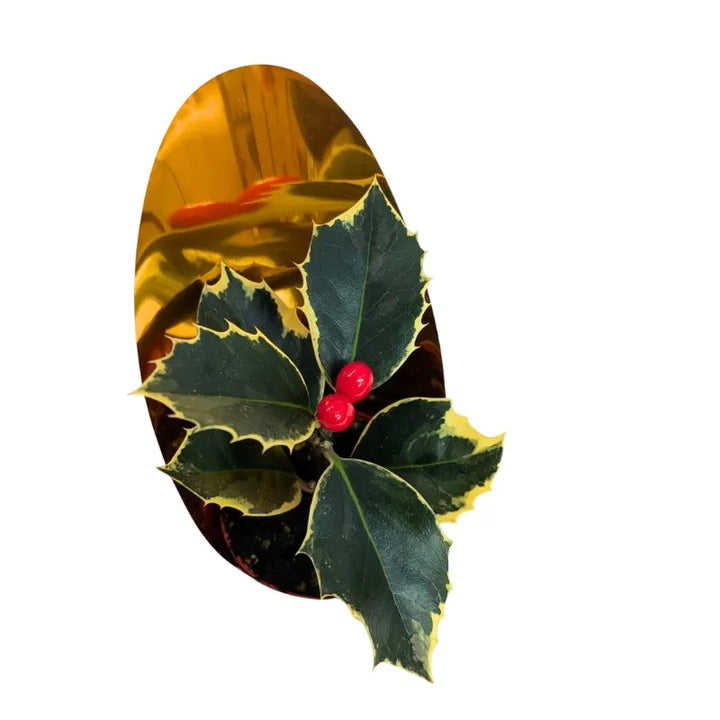 dettaglio delle foglie della pianta e delle bache rosse