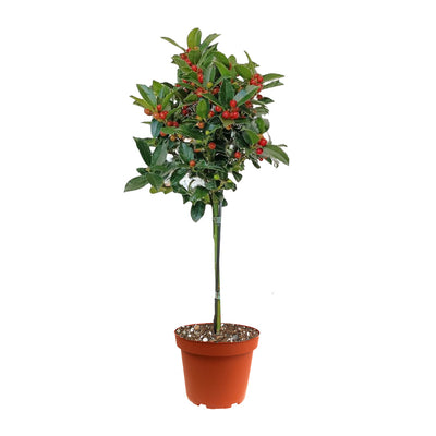 Ilex meserveae Blue Maid H.70 cm
