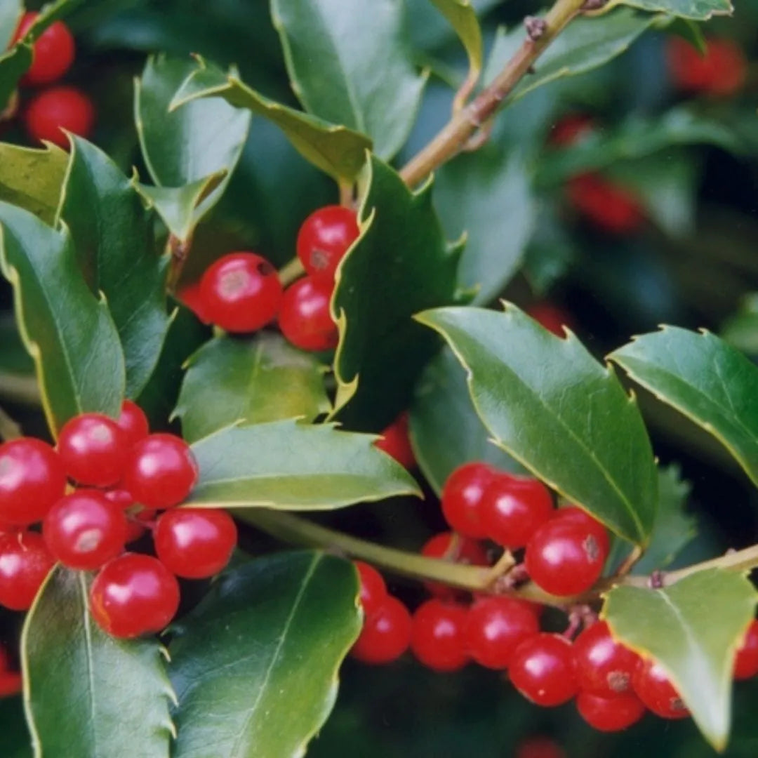 Ilex meserveae Blue Maid H.90 cm