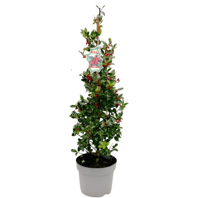 Ilex meserveae Blue Maid H.90 cm