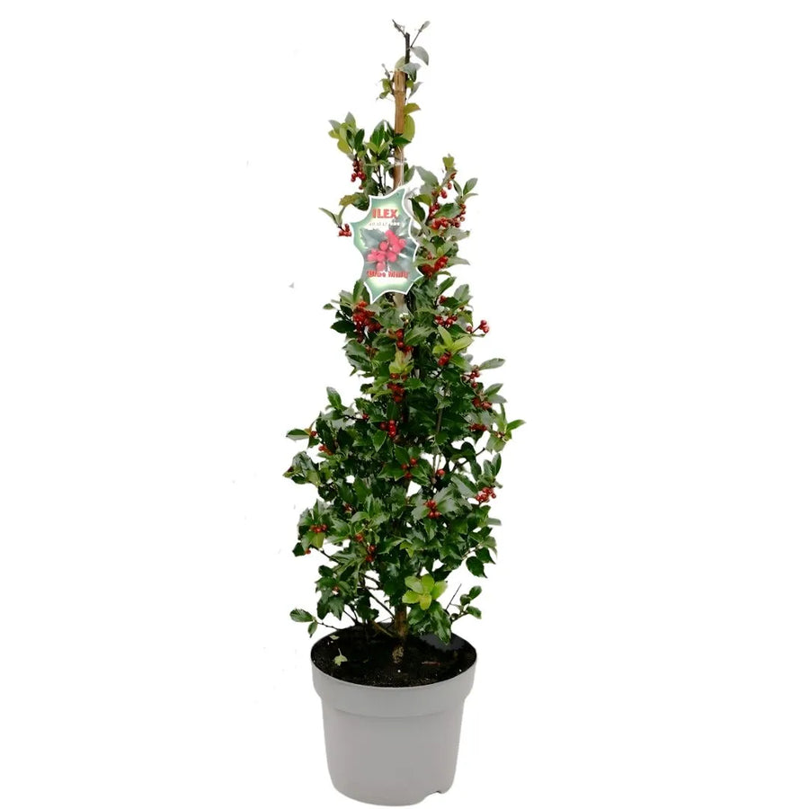 PIanta con foglie verde scuro con bacche rosse messa in un vaso di colore grigio 