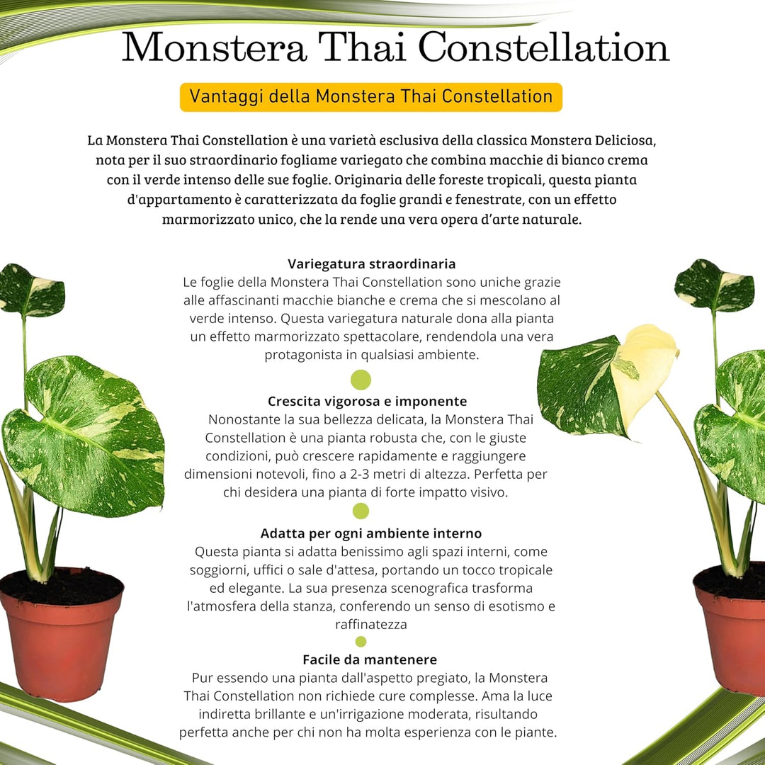 Flyer spiegazioni Monstera Thai constellation