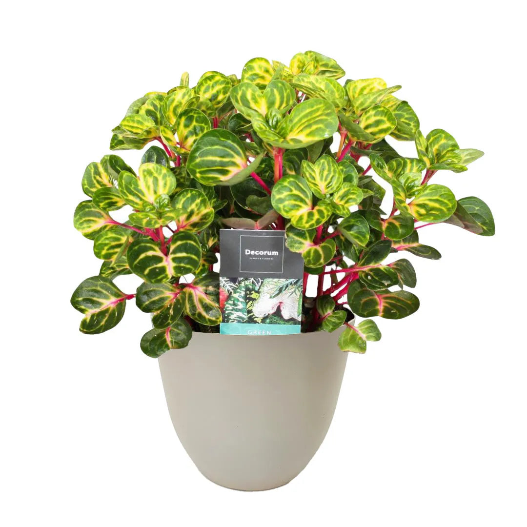 Iresine Herbstii ‘Rich Funnygold’ con foglie variegate rosso e giallo in vaso beige riciclato Ø 15 cm – pianta compatta per ambienti moderni