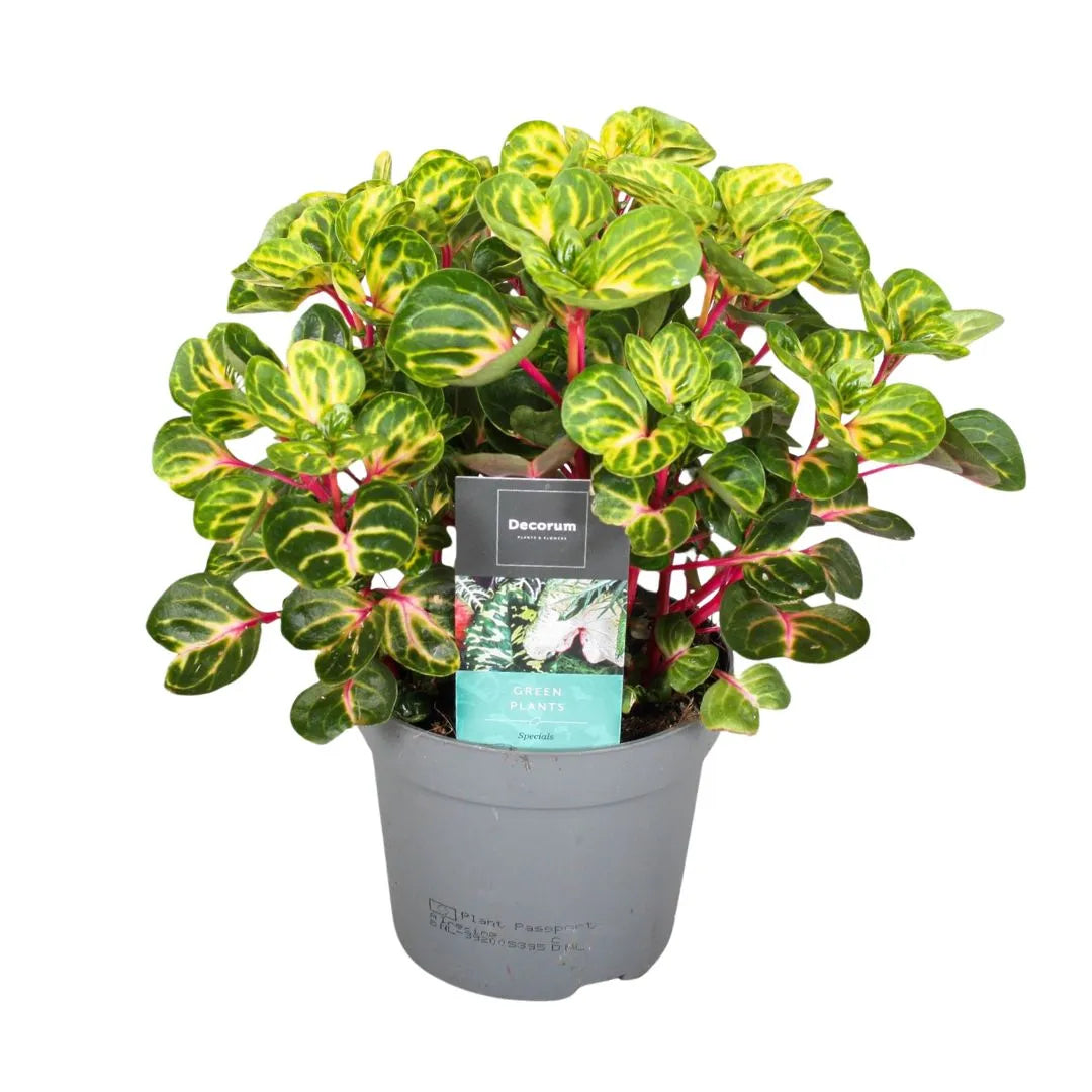 Iresine Herbstii ‘Rich Funnygold’ fornita in vaso nursery grigio da 12 cm – disponibile anche senza vaso per composizioni personalizzate