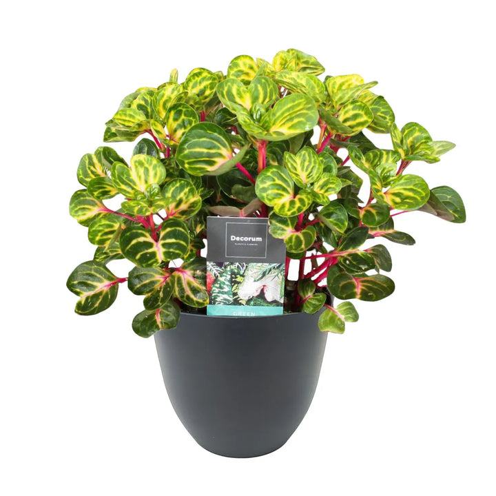 Pianta ornamentale Iresine Herbstii con fogliame decorativo rosso-oro in vaso in plastica antracite riciclato Ø 15 cm – ideale per scrivanie e mensole