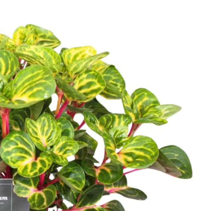 Iresine Rich Funnygo d. 13 cm - i Giardini di Giulia  