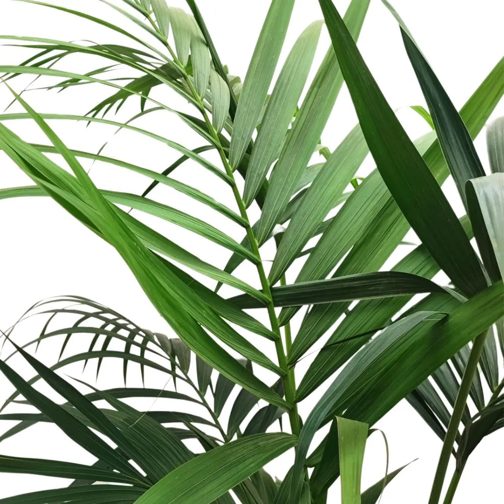 Kentia in vaso 26 cm - i Giardini di Giulia  