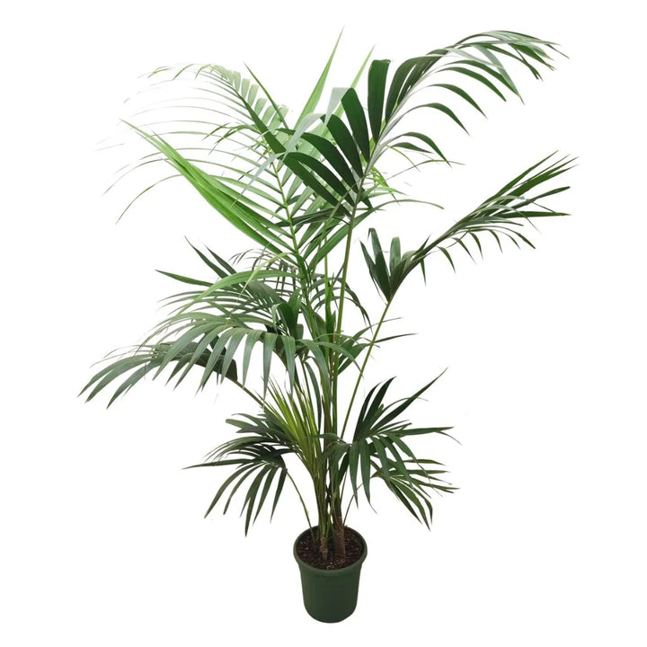 Kentia in vaso 26 cm - i Giardini di Giulia  