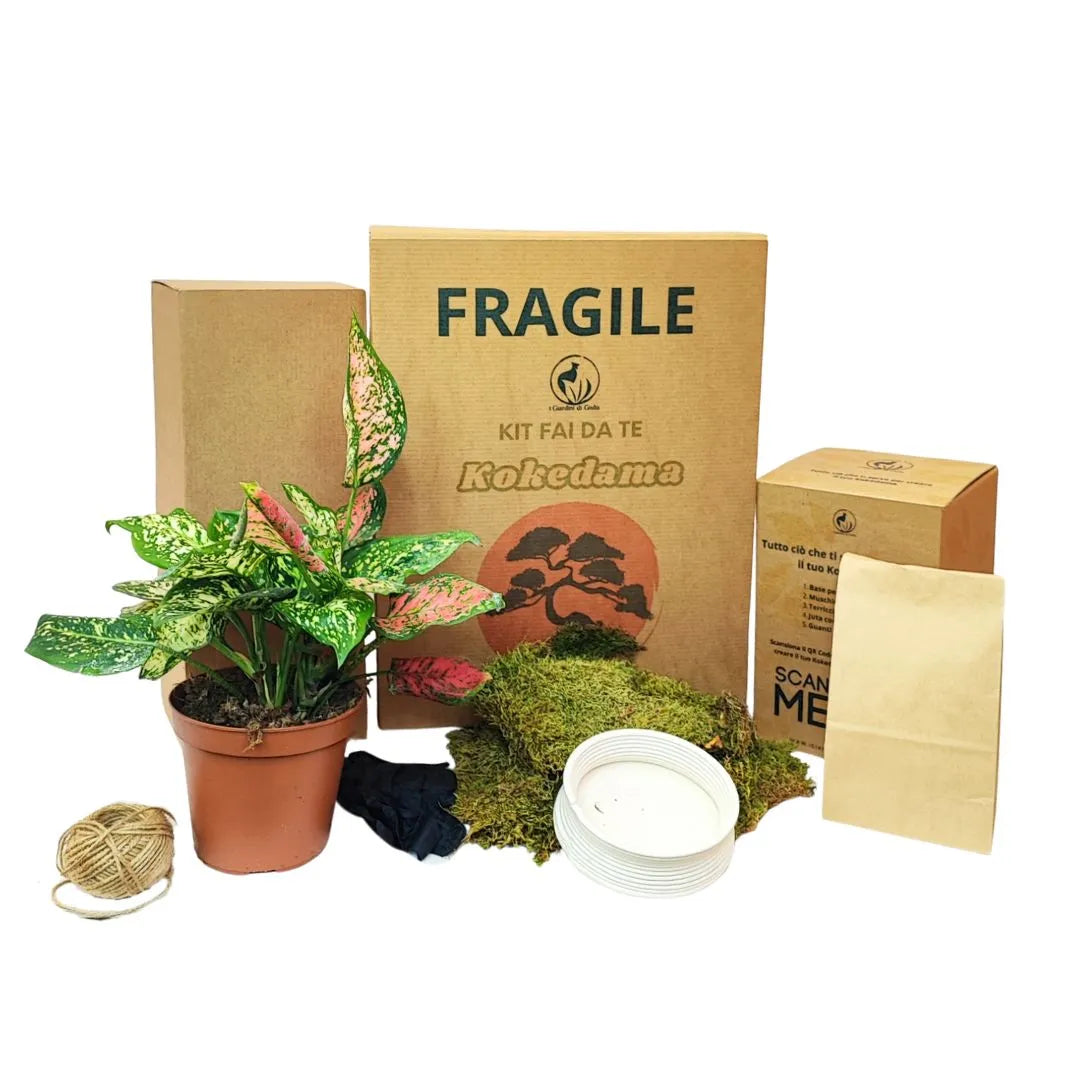 Kit Kokedama con Aglaonema Pink. Include pianta vera, muschio, terriccio, juta e base decorativa. Tutto l’occorrente per creare il tuo kokedama.