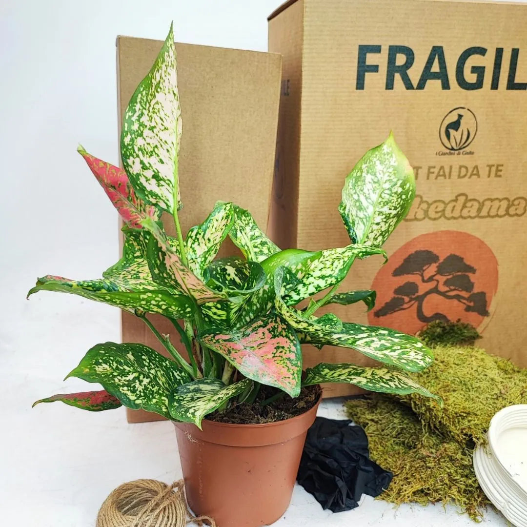 Pianta Aglaonema Pink Uniame in vaso marrone davanti alle confezioni del kit kokedama con muschio e filo di juta.
