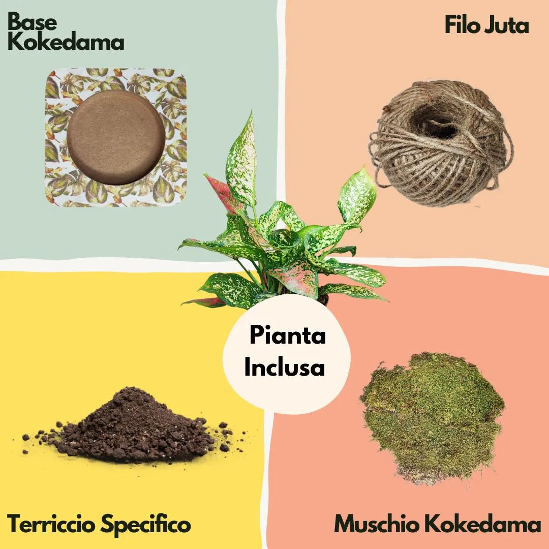 Set kokedama completo con pianta Aglaonema Pink Uniame, muschio naturale, base bianca e scatole in cartone riciclato.