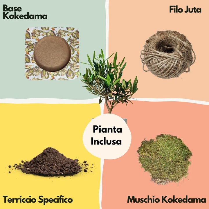 Grafica illustrata con i materiali del kit kokedama: olivo bonsai, muschio, terriccio, filo di juta e base decorativa.