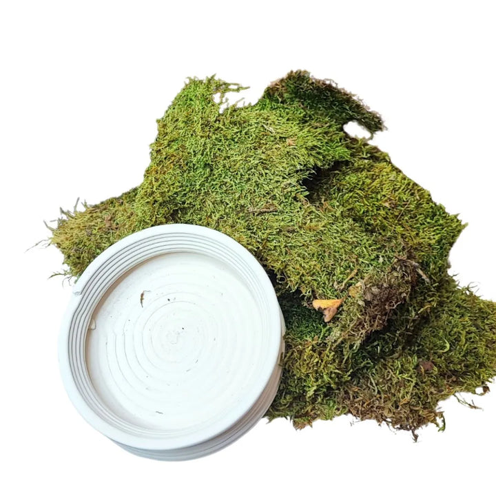 Dettaglio del muschio naturale e della base bianca inclusi nel kit per la creazione del kokedama.