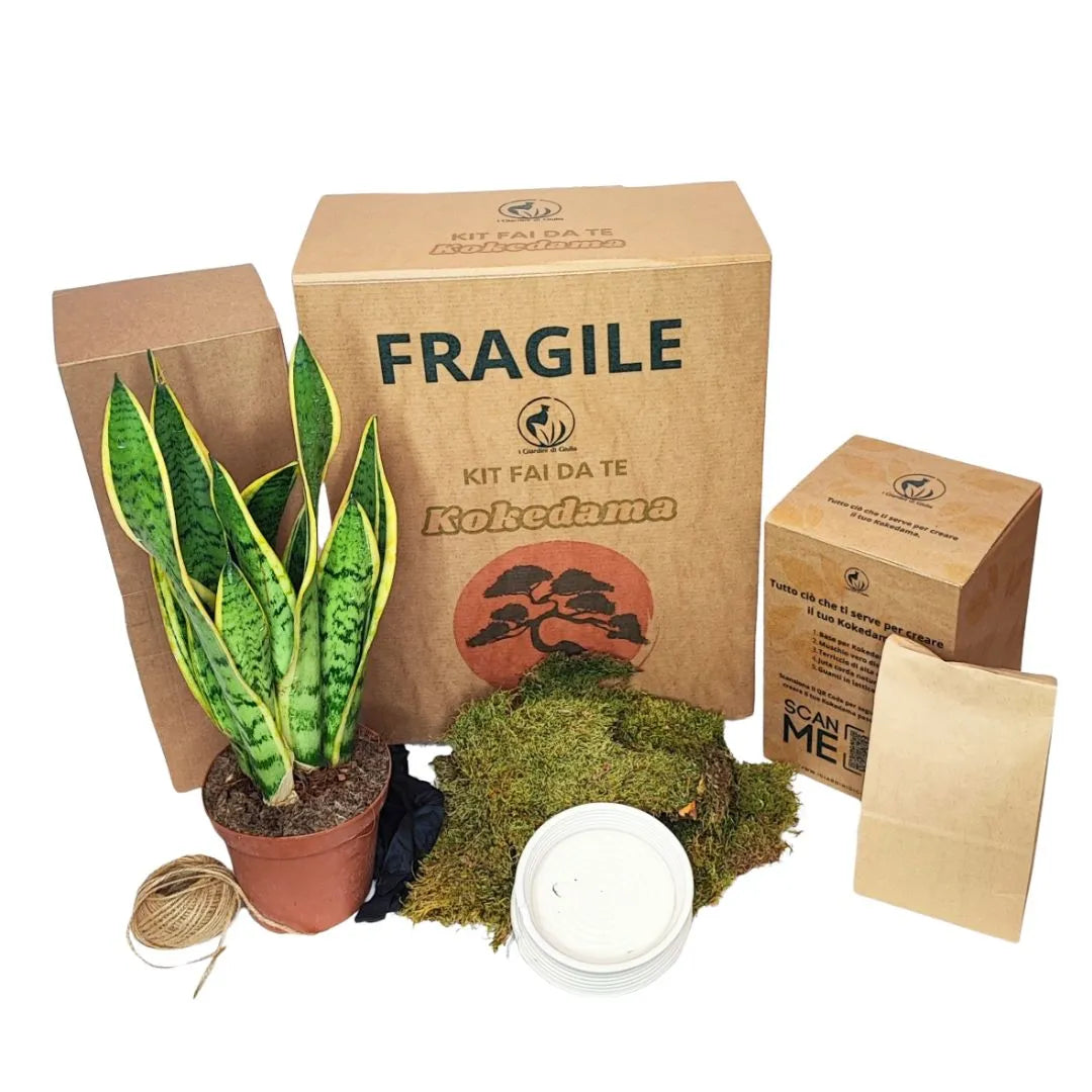 Kit kokedama completo con pianta di sansevieria, muschio, terriccio, filo di juta e confezioni in cartone riciclato.