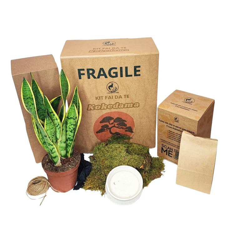 Kit kokedama completo con pianta di sansevieria, muschio, terriccio, filo di juta e confezioni in cartone riciclato.