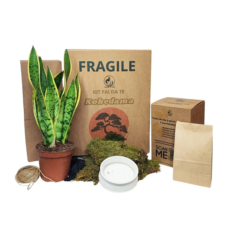Kit completo per kokedama con scatole in cartone, pianta di sansevieria, muschio, piattino bianco e filo di juta su fondo bianco.