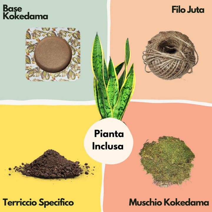 Grafica illustrata con i componenti del kit kokedama: pianta sansevieria, muschio, terriccio, filo di juta e base in cartone decorata.