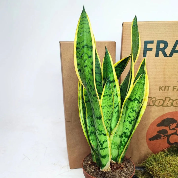 Dettaglio ravvicinato della pianta di sansevieria in vaso davanti alla confezione del kit kokedama.