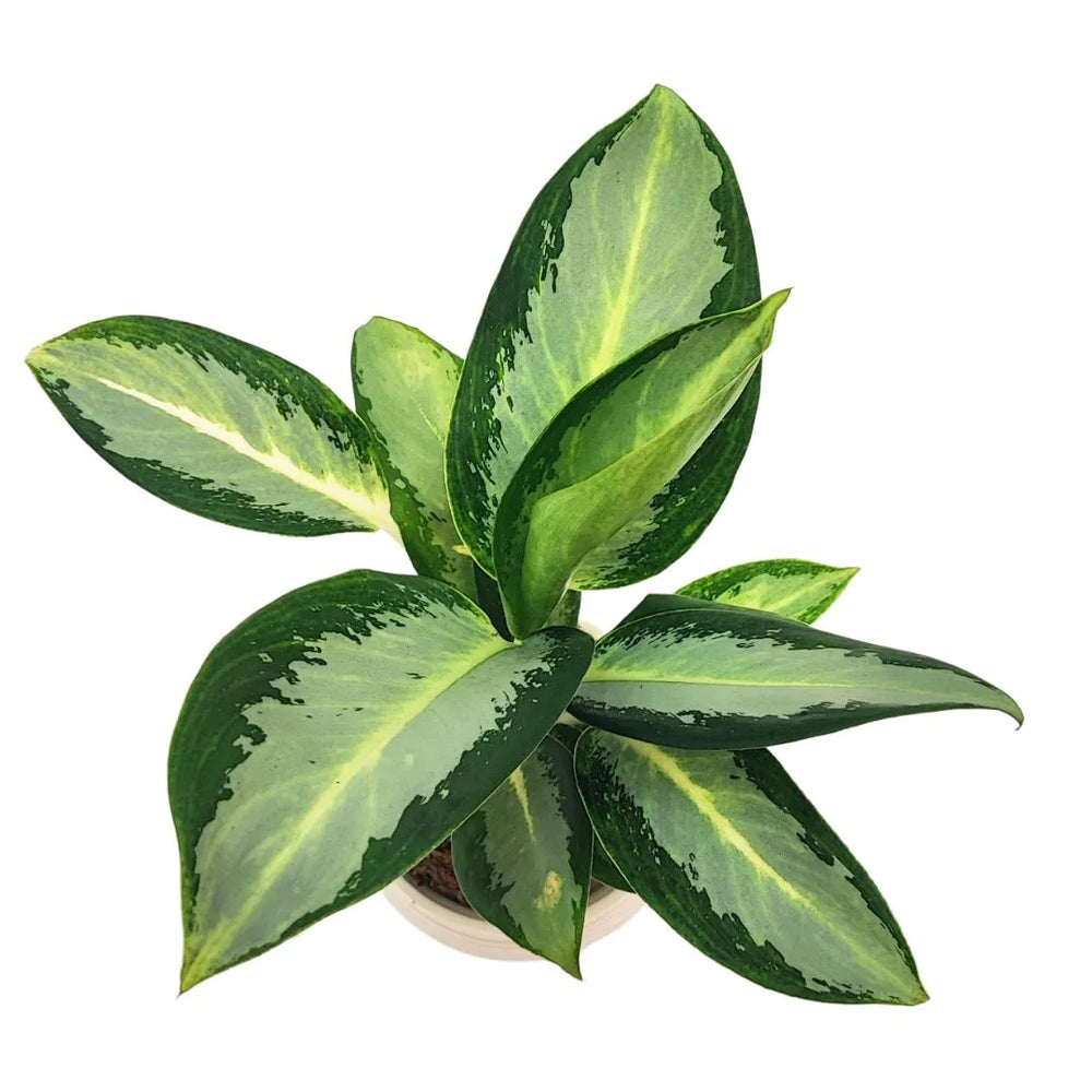 Vista dall’alto della Kokedama Aglaonema Silver Blue – Fogliame compatto, variegato e ornamentale