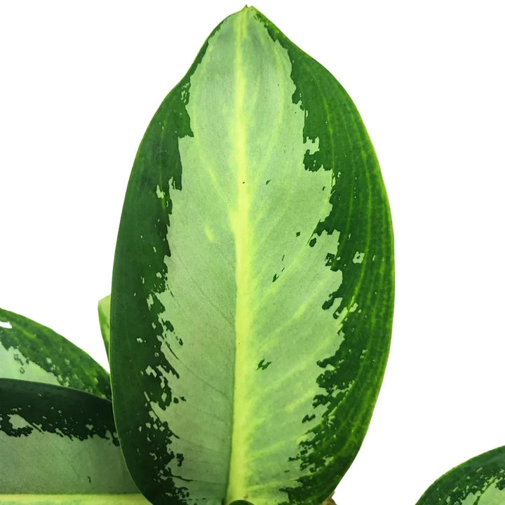 Dettaglio foglia di Aglaonema Silver Blue – Variegatura verde e argentata tipica della specie tropicale