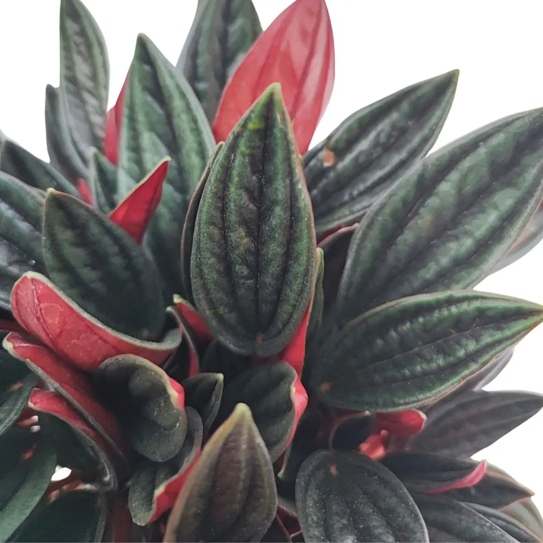 Dettaglio ravvicinato delle foglie rosso scuro e verde scuro della Peperomia Caperata Rossa in kokedama