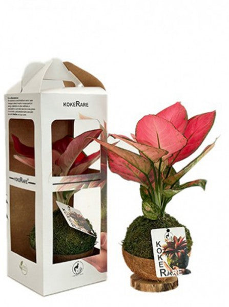 Limmagine presenta Kokedama Aglaonema Lucky Red