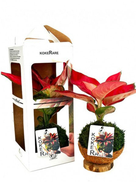 Limmagine presenta Kokedama con Aglaonema in scatola