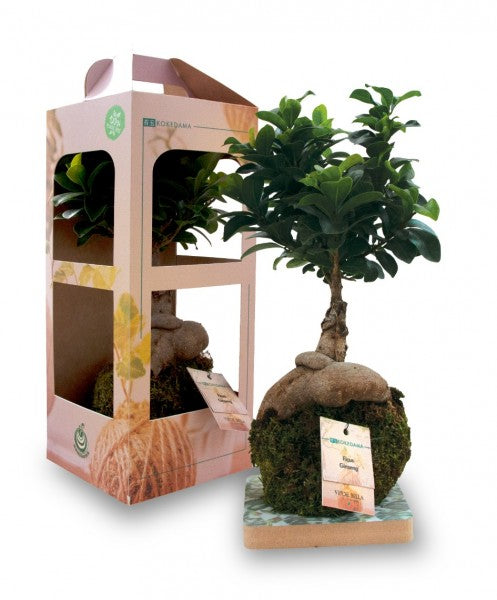 Limmagine presenta Kokedama con ficus ginseng in scatola