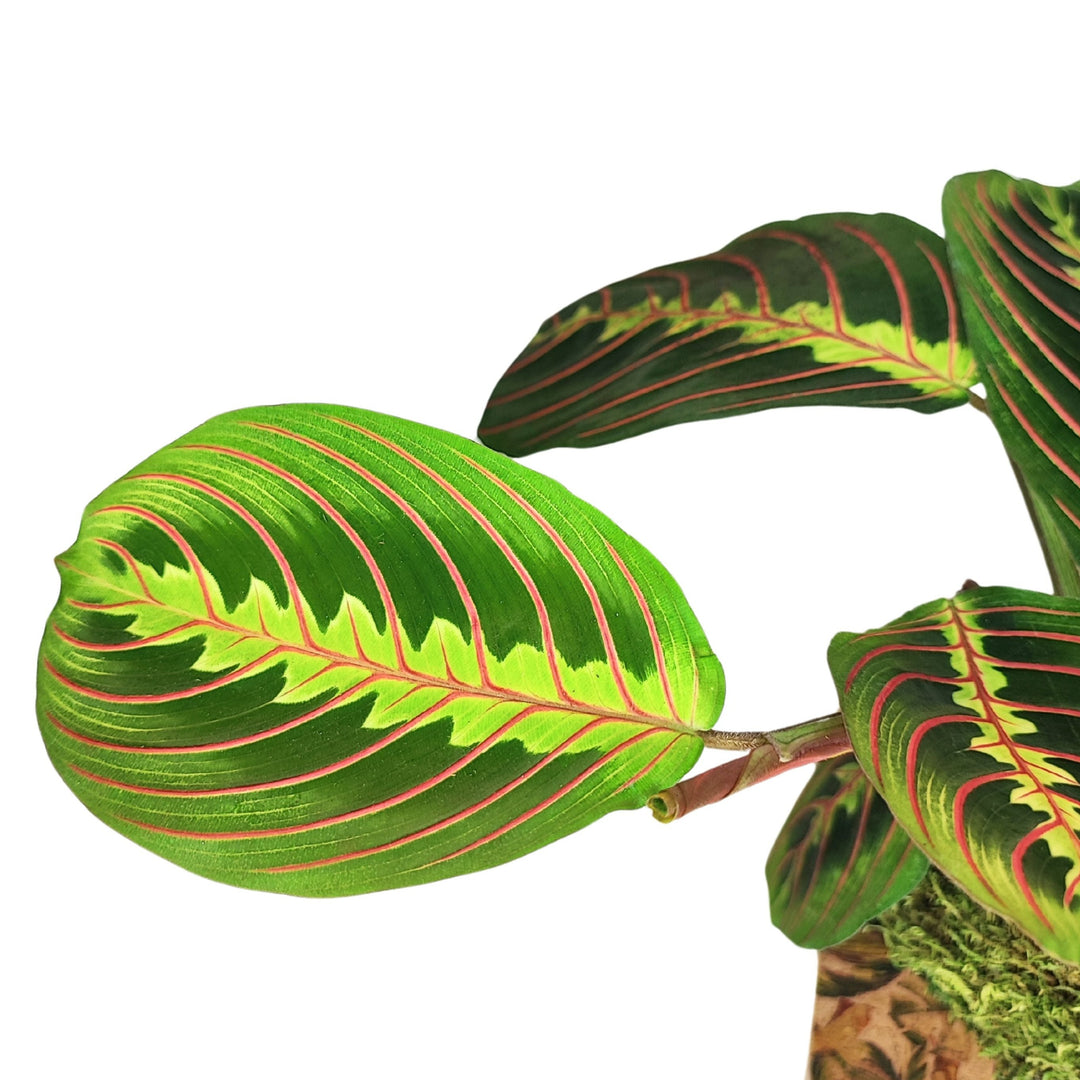 L'immagine mostra un dettaglio ravvicinato di una foglia di Maranta leuconeura. La foglia è verde brillante con evidenti venature rosse e una caratteristica striscia centrale più chiara, che ne accentua l'aspetto decorativo. Le venature colorate e il disegno elaborato sulla foglia rendono questa pianta unica e molto apprezzata per l'uso ornamentale.





