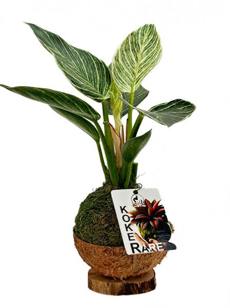 Limmagine presenta Kokedama Philodendron Birkin