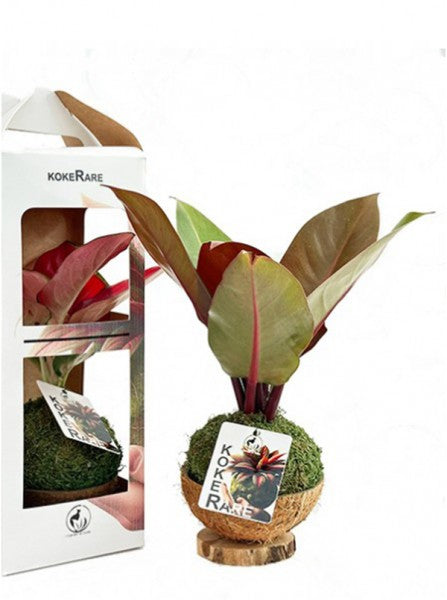 Limmagine presenta Kokedama con Philodendron in scatola