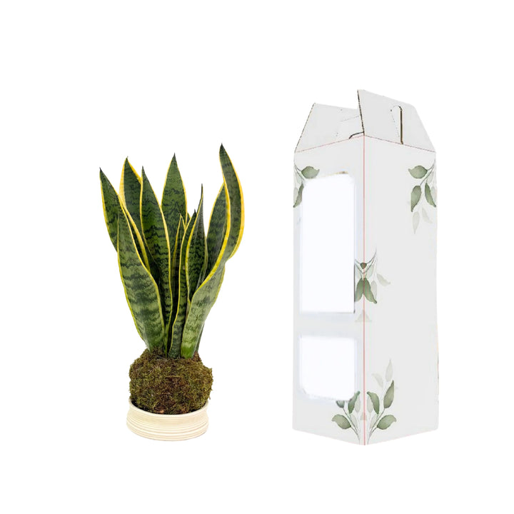 Sansevieria kokedama con confezione regalo eco-friendly
