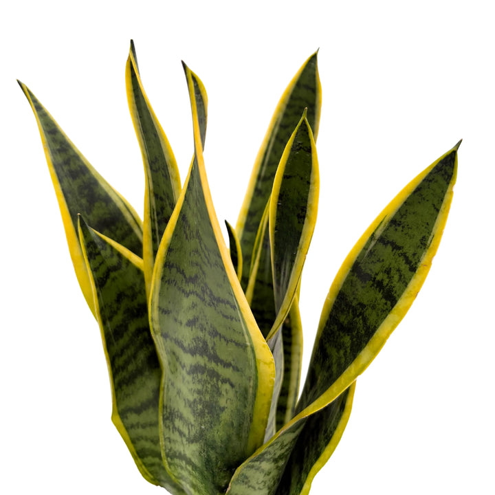 Dettaglio foglie di Sansevieria verde con bordi gialli