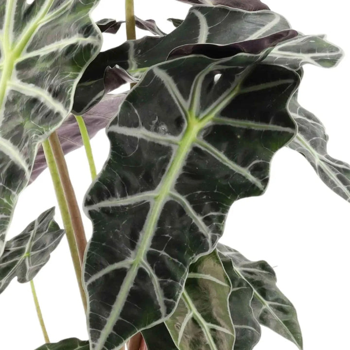 Dettaglio ravvicinato di Alocasia Polly in kokedama, pianta decorativa facile da curare per interni luminosi