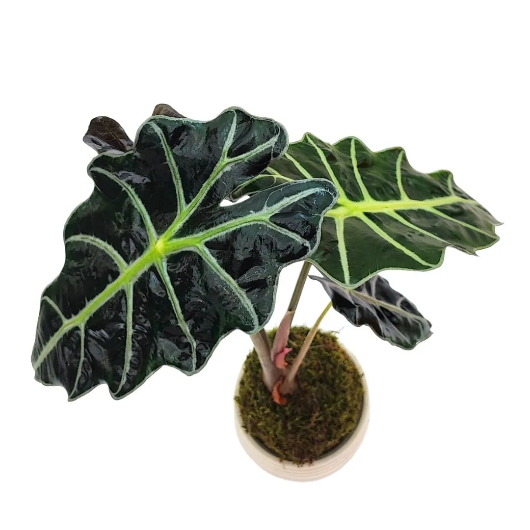 Kokedama con Alocasia Polly  visto dall'alto , pianta da appartamento resistente con foglie a freccia