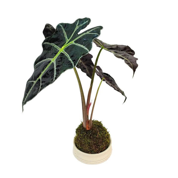 Kokedama con Alocasia Polly in sfera di muschio, pianta tropicale da interno dal fogliame lucido e venato

