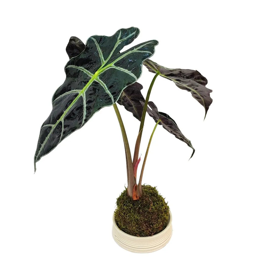 Kokedama con Alocasia Polly in sfera di muschio, pianta tropicale da interno dal fogliame lucido e venato

