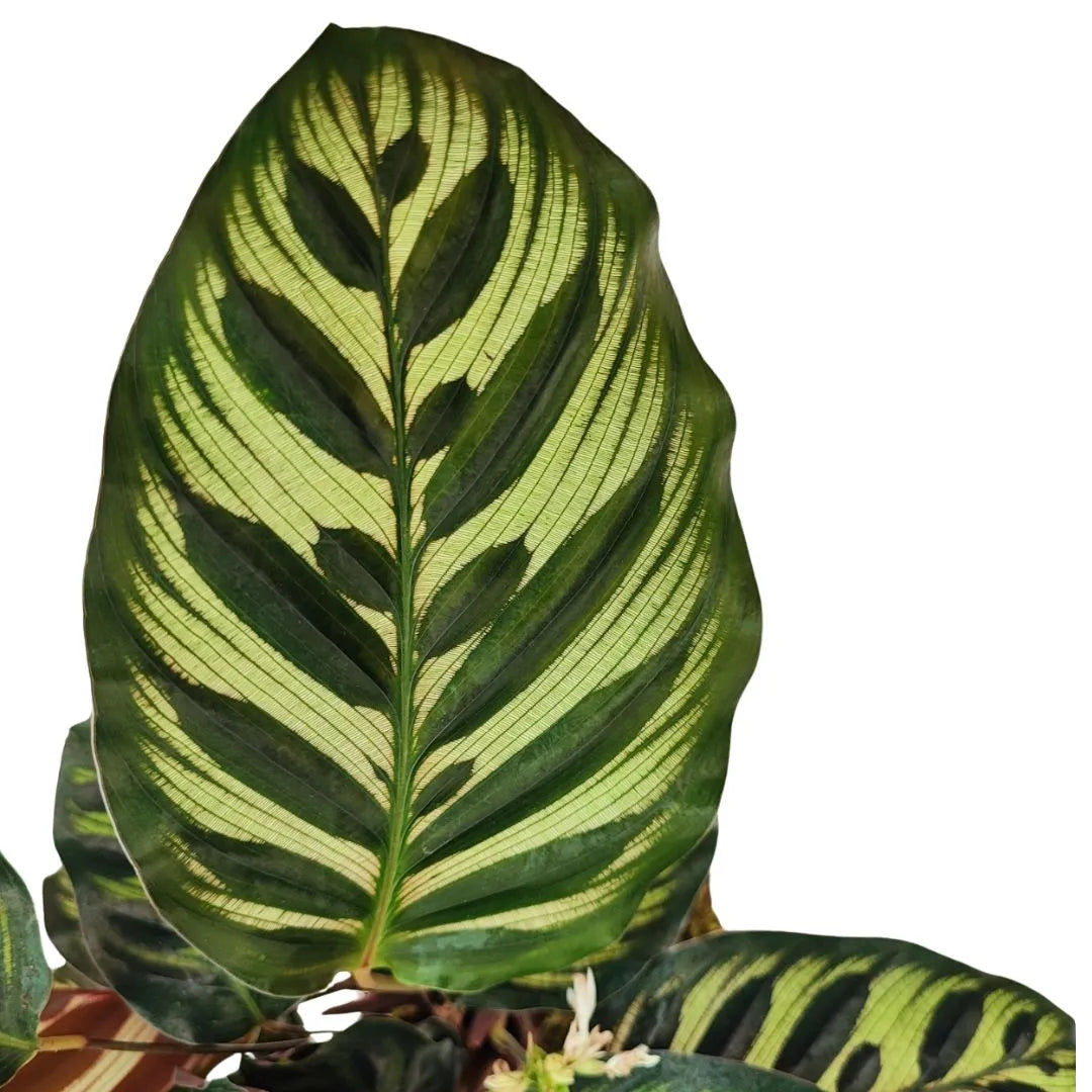Dettaglio di una foglia ovale di Calathea Makoyana con venature verde scuro e margini chiari

