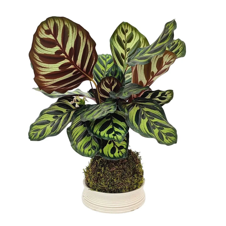 Kokedama di Calathea Makoyana con foglie decorative e base in terracotta da 13 cm, pianta tropicale da interno