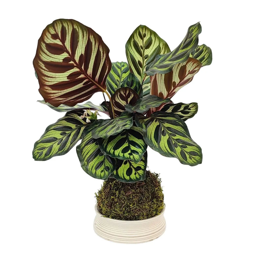 Kokedama di Calathea Makoyana con foglie decorative e base in terracotta da 13 cm, pianta tropicale da interno