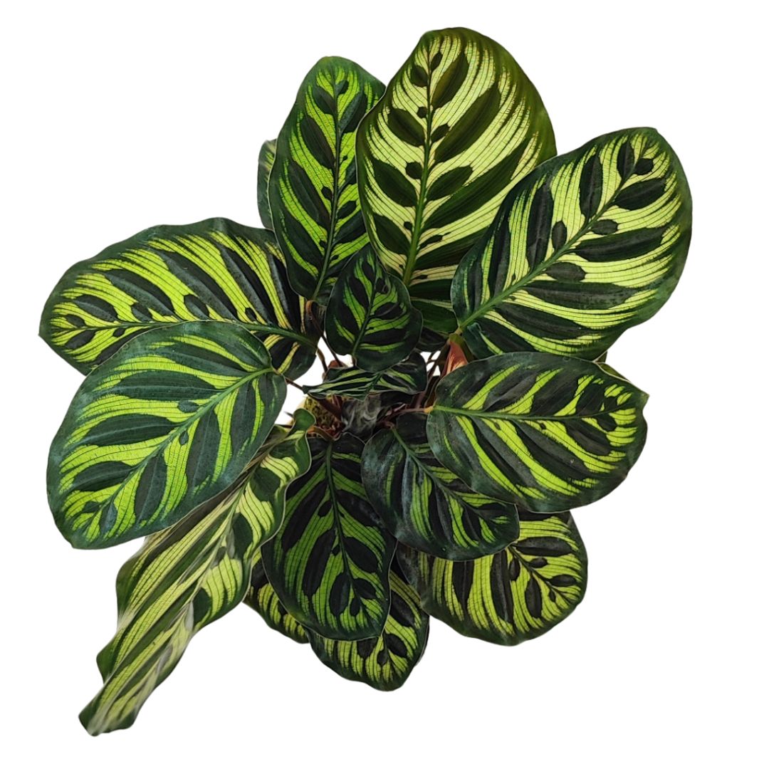 Vista dall’alto della Kokedama Calathea Makoyana con fogliame fitto e disegni naturali ornamentali